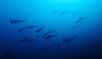 Requins marteaux © Steven Surina, tous droits réservés 
